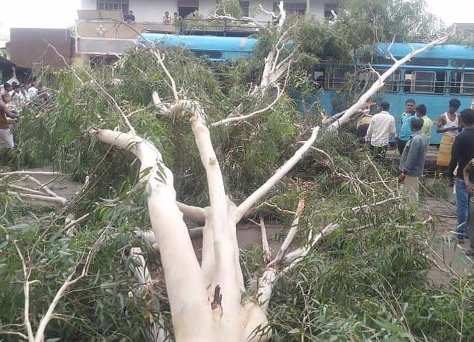 Pedestrian death due to tree collapse | झाड कोसळून पादचारीचा मृत्यू Pedestrian death due to tree collapse | झाड कोसळून पादचारीचा मृत्यू