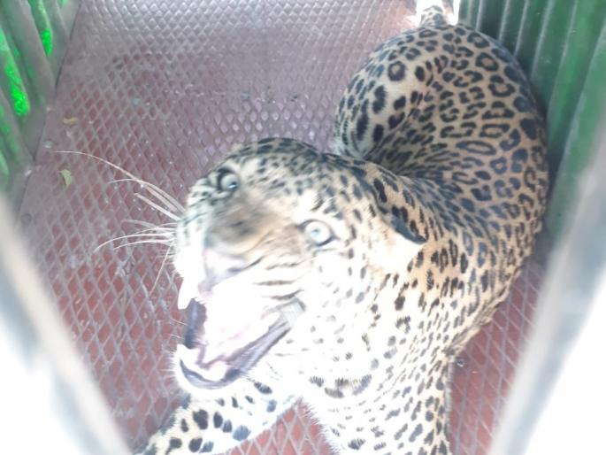 Third leopard in Tamaswadi | तामसवाडीत तिसरा बिबट्या जेरबंद Third leopard in Tamaswadi | तामसवाडीत तिसरा बिबट्या जेरबंद
