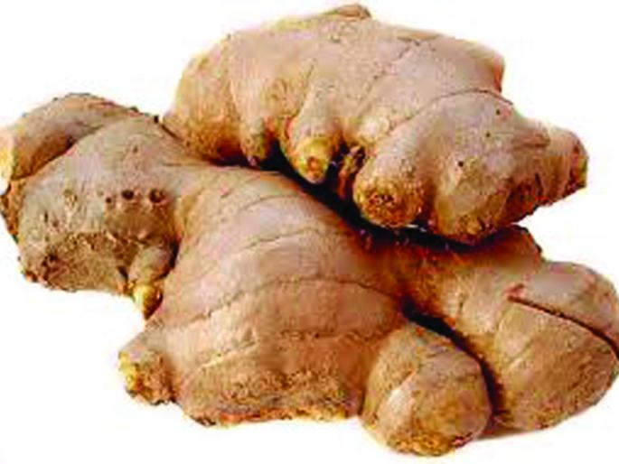 The price of the agarak shouted | अद्रकाचे भाव कडाडले The price of the agarak shouted | अद्रकाचे भाव कडाडले