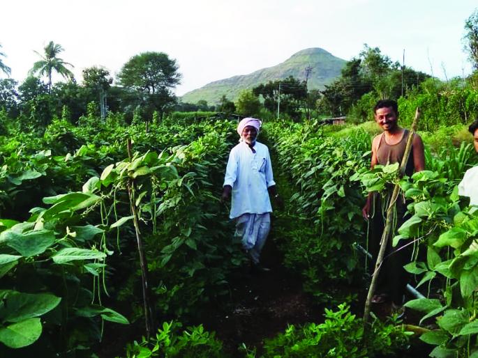Koparde Haveli Chawali is situated in Mumbai | कोपर्डे हवेलीच्या चवळीला मुंबईत भाव Koparde Haveli Chawali is situated in Mumbai | कोपर्डे हवेलीच्या चवळीला मुंबईत भाव