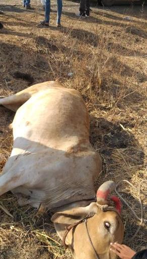 The driver of the bus and the other injured seriously injured | बसची बैलगाडीला मागून धडक चालक व बैलजोडी गंभीर जखमी