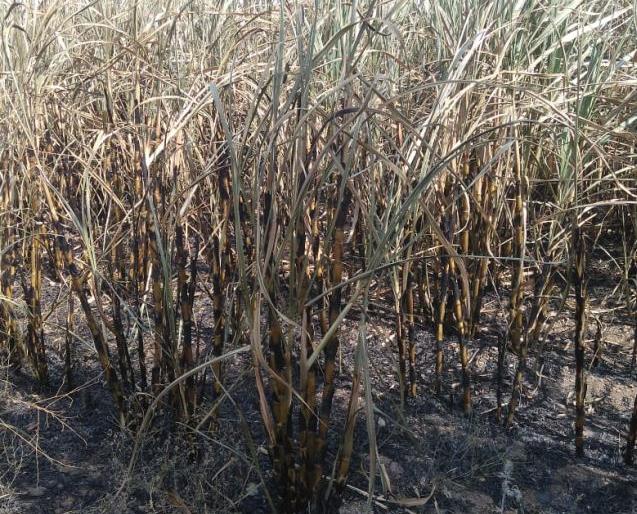 One half acre sugarcane | आगीत दीड एकर ऊस खाक One half acre sugarcane | आगीत दीड एकर ऊस खाक