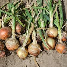Onion will also cry next year due to premature rains | अवकाळी पावसामुळे कांदा पुढच्या वर्षीही रडवणार Onion will also cry next year due to premature rains | अवकाळी पावसामुळे कांदा पुढच्या वर्षीही रडवणार