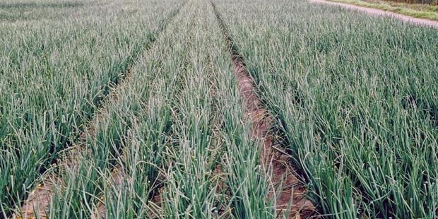 Onion in crisis as wells reach bottom | विहिरींनी तळ गाठल्याने कांदा संकटात Onion in crisis as wells reach bottom | विहिरींनी तळ गाठल्याने कांदा संकटात