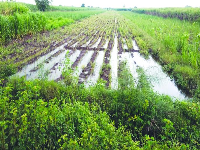 On the 'Lokmat' dam; In return, the grass in the mouth disappeared | ‘लोकमत’ बांधावर; परतीच्या पावसानं तोंडाशी आलेला घास हिरावला On the 'Lokmat' dam; In return, the grass in the mouth disappeared | ‘लोकमत’ बांधावर; परतीच्या पावसानं तोंडाशी आलेला घास हिरावला