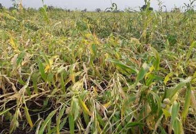 In Dhule district, the process of filing crop insurance application for compensation has been slow | धुळे जिल्ह्यात नुकसान भरपाईसाठी पीक विमा अर्ज भरण्याची कार्यवाही संथगतीने In Dhule district, the process of filing crop insurance application for compensation has been slow | धुळे जिल्ह्यात नुकसान भरपाईसाठी पीक विमा अर्ज भरण्याची कार्यवाही संथगतीने