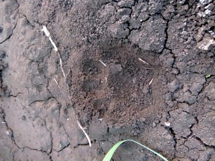 Devolgaonkar's scare in Parbhani district now faces scarcity | परभणी जिल्ह्यात देऊळगावकरांना आता बिबट्याची धास्ती Devolgaonkar's scare in Parbhani district now faces scarcity | परभणी जिल्ह्यात देऊळगावकरांना आता बिबट्याची धास्ती