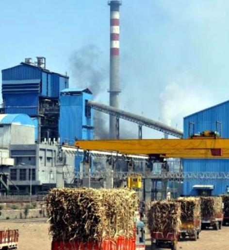 Parbhani: 27 lakh MT of sugarcane will be available | परभणी :२७ लाख मे़ टन ऊस उपलब्ध होणार Parbhani: 27 lakh MT of sugarcane will be available | परभणी :२७ लाख मे़ टन ऊस उपलब्ध होणार