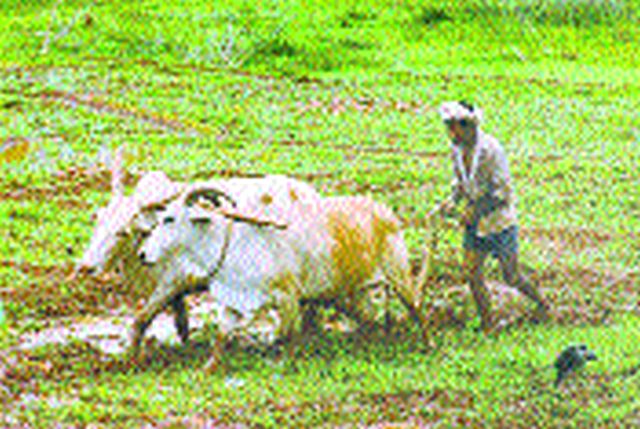Sowing only 3 percent of the rabbi | रब्बीच्या २३ टक्केच पेरण्या