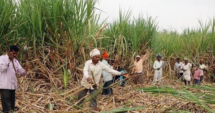 Get Rs.500 per tonne cane wages: Chalisgaon Patra Parishad | प्रतिटन ५०० रुपये ऊसतोड मजूरी मिळावी : चाळीसगावी पत्रपरिषद