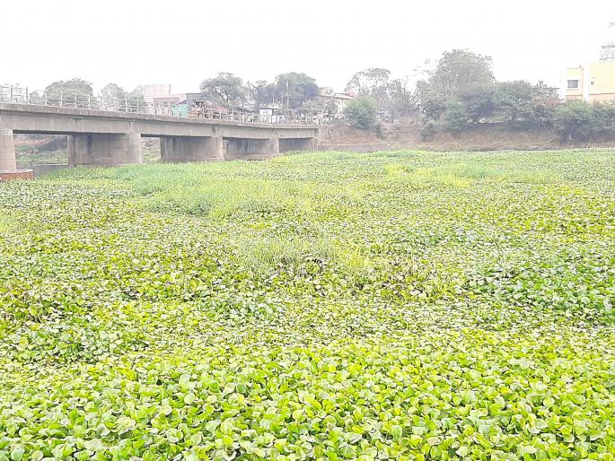 Chemical water in Godavari river | गोदावरी नदीत केमिकलयुक्त पाणी