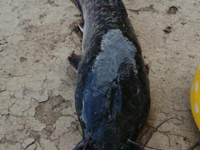 Poisonous mangur fish in four lakes in Shirala | शिराळ्यातील चार तलावांत विषारी मांगूर मासे, लहान मुले, प्राण्यांनाही खातो