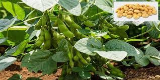 Soybean prices fall by Rs 400 | सोयाबीनच्या भावात ४०० रुपयांनी घसरण