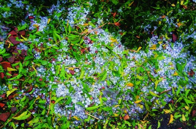 Demand for Rs 6.84 crore for hail damage | गारपिटीमुळे नुकसान भरपाईसाठी ६.८४ कोटींची मागणी