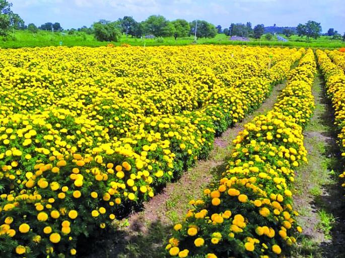 Flowers rates slashed even before Diwali! | दसरा, दिवाळीपुर्वीच गडगडले झेंडूचे दर! Flowers rates slashed even before Diwali! | दसरा, दिवाळीपुर्वीच गडगडले झेंडूचे दर!
