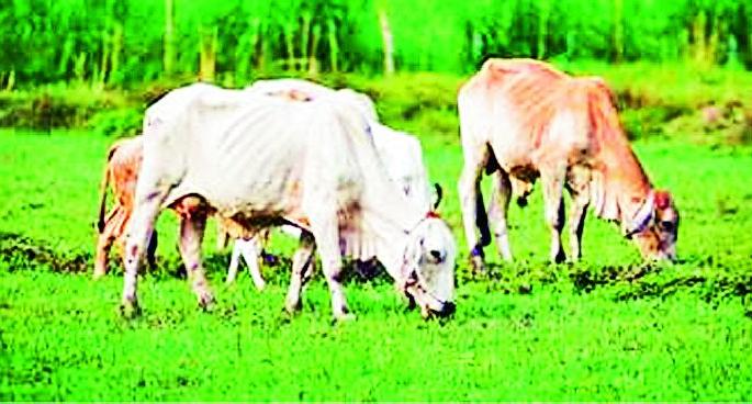 Fund of Rs. 47 lakhs for fodder production | वैरण उत्पादनाकरिता ४७ लाखांचा निधी Fund of Rs. 47 lakhs for fodder production | वैरण उत्पादनाकरिता ४७ लाखांचा निधी