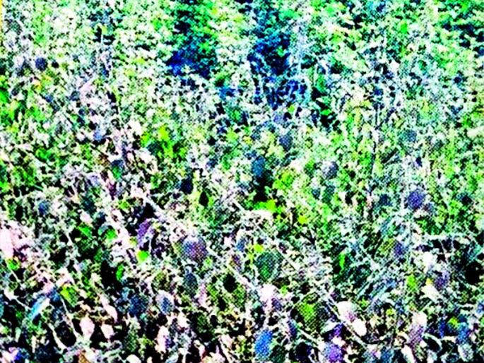 Police in riot gear stormed a rally on Friday, removing hundreds of protesters by truck | अॅफकॉनच्या विरोधात तक्रार देणाऱ्याना पोलिसांची दमदाटी Police in riot gear stormed a rally on Friday, removing hundreds of protesters by truck | अॅफकॉनच्या विरोधात तक्रार देणाऱ्याना पोलिसांची दमदाटी