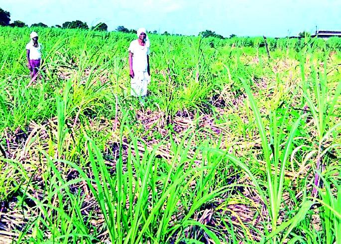 Two acres of cane padded with pigs | दोन एकर ऊस केला डुकरांनी फस्त Two acres of cane padded with pigs | दोन एकर ऊस केला डुकरांनी फस्त