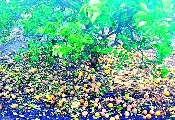 Ambia blossomed in 600 hectares | ६०० हेक्टरमधील आंबिया बहर गळाला