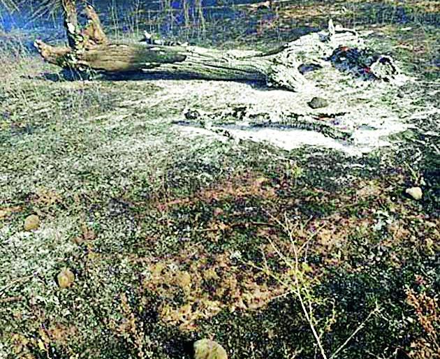 Coal of tree with axle | धुऱ्यासोबत वृक्षांचाही कोळसा Coal of tree with axle | धुऱ्यासोबत वृक्षांचाही कोळसा