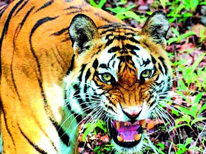 Fear of Argh tiger with Hinganghat | हिंगणघाटसह आर्वीत वाघाची भीती Fear of Argh tiger with Hinganghat | हिंगणघाटसह आर्वीत वाघाची भीती