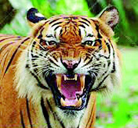 Leased tigers from the fields for two days | दोन दिवसांपासून पट्टेदार वाघांचा शेतात ठिय्या Leased tigers from the fields for two days | दोन दिवसांपासून पट्टेदार वाघांचा शेतात ठिय्या