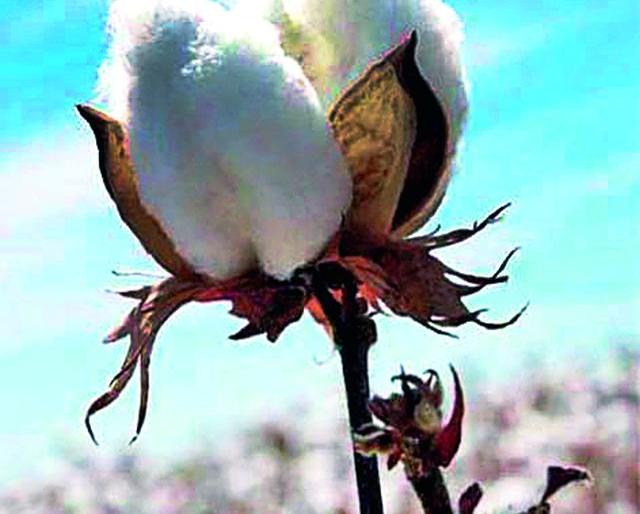 White gold glistening | पांढरे सोनं चकाकणार White gold glistening | पांढरे सोनं चकाकणार