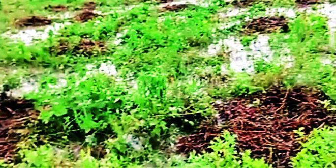 - | ‘दुष्काळ’दाहात पैसेवारीमध्ये ‘सुकाळ’ - | ‘दुष्काळ’दाहात पैसेवारीमध्ये ‘सुकाळ’