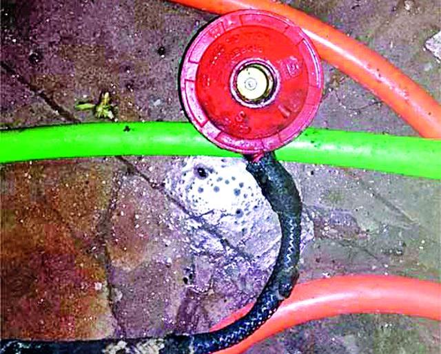 Gas cylinders take belly | गॅस सिलिंडरने घेतला पेट