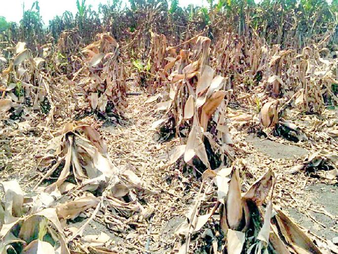 The crop in the field is dried due to low water level | जलपातळी खालावल्याने शेतातील पीक वाळले The crop in the field is dried due to low water level | जलपातळी खालावल्याने शेतातील पीक वाळले