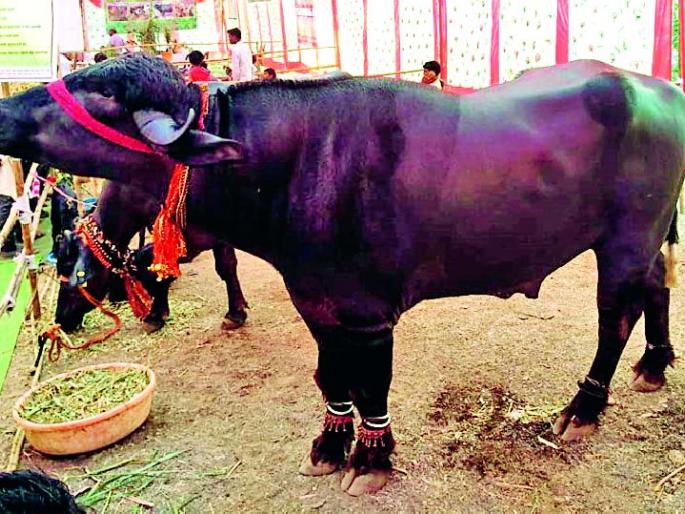 18 lakhs are the attraction of attraction | १८ लाखांचा रेडा ठरला आकर्षण 18 lakhs are the attraction of attraction | १८ लाखांचा रेडा ठरला आकर्षण