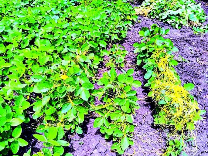 Soybean crop risk due to immunity | अमरवेलीमुळे सोयाबीन पीक धोक्यात Soybean crop risk due to immunity | अमरवेलीमुळे सोयाबीन पीक धोक्यात