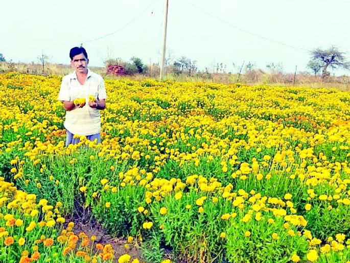 'Corona' hit on flower farming in Taluka | तालुक्यातील फुल शेतीला ‘कोरोना’चा फटका 'Corona' hit on flower farming in Taluka | तालुक्यातील फुल शेतीला ‘कोरोना’चा फटका