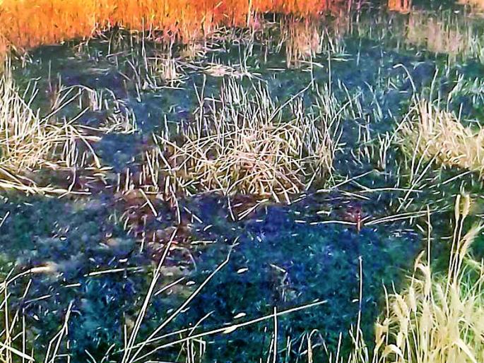 Wheat in the field aggravated | शेतातील गहू पेटविला Wheat in the field aggravated | शेतातील गहू पेटविला