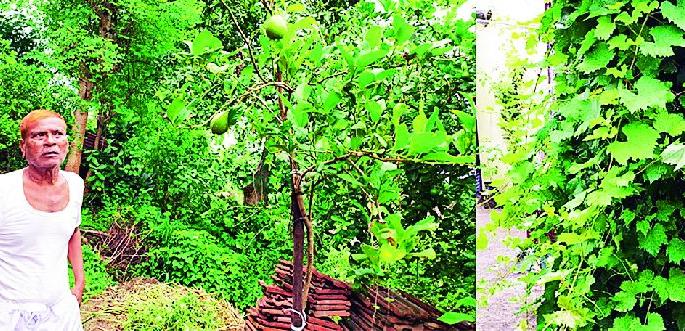 At the age of seventy, he started cultivating forest | सत्तरीच्या उंबरठ्यावर त्यांनी जोपासला वनसंवर्धनाचा वसा At the age of seventy, he started cultivating forest | सत्तरीच्या उंबरठ्यावर त्यांनी जोपासला वनसंवर्धनाचा वसा