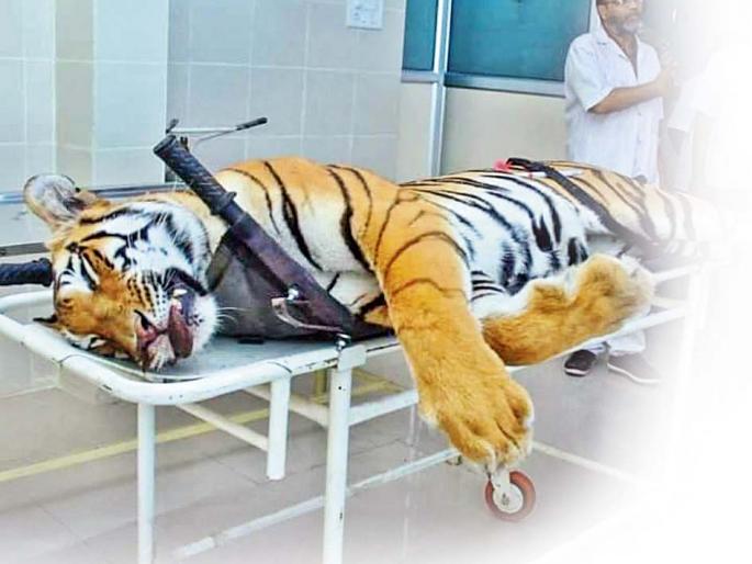 Death of Avani Waghini | अवनी वाघिनीचा मृत्यू Death of Avani Waghini | अवनी वाघिनीचा मृत्यू