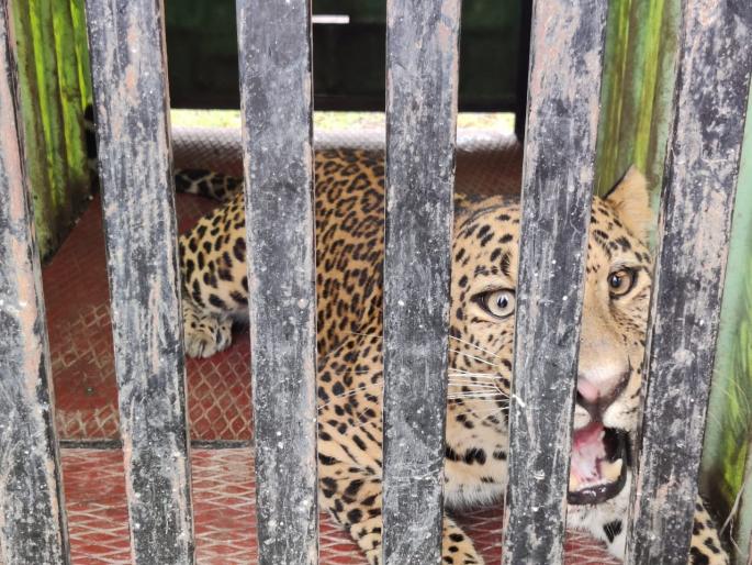 Erandagavi imprisoned in leopard cage | एरंडगावी बिबट्या पिंजर्यात कैद Erandagavi imprisoned in leopard cage | एरंडगावी बिबट्या पिंजर्यात कैद