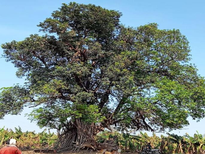 Unseasonal rains ended Gavran mangoes; Based on Madhya Pradesh, Andhra Pradesh, Gujarat | अवकाळी पावसाने गावरान आंब्याचा मेवा संपविला; मध्य प्रदेश, आंध्र प्रदेश, गुजरातवर भिस्त Unseasonal rains ended Gavran mangoes; Based on Madhya Pradesh, Andhra Pradesh, Gujarat | अवकाळी पावसाने गावरान आंब्याचा मेवा संपविला; मध्य प्रदेश, आंध्र प्रदेश, गुजरातवर भिस्त