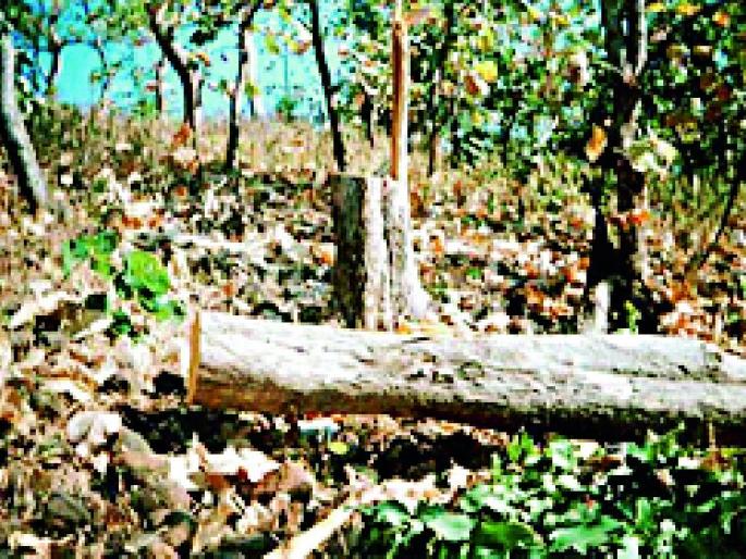 Fear of being deserted as a Tulsi plant | वृक्षतोडीने पुसद वनाचे वाळवंट होण्याची भीती Fear of being deserted as a Tulsi plant | वृक्षतोडीने पुसद वनाचे वाळवंट होण्याची भीती