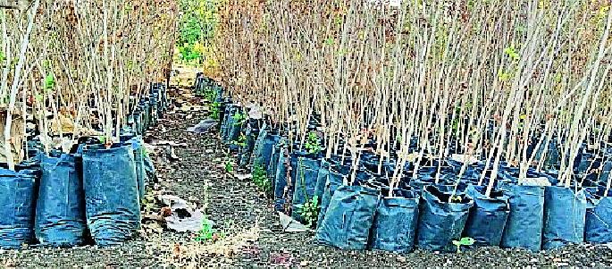 Bamboo nursery dried | भांबच्या नर्सरीतील रोपटे वाळली