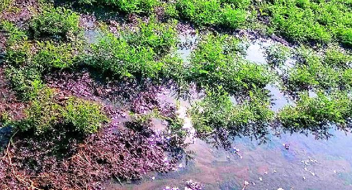 In the water of Mahavitaran | महावितरणच्या प्रतापाने हरभरा पाण्यात