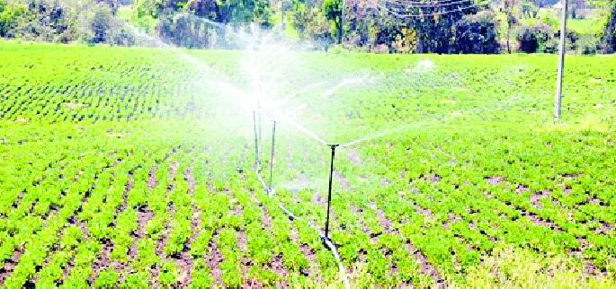 Troopers in search of alternative crops | पर्यायी पिकांच्या शोधात लुटारूंची फौज Troopers in search of alternative crops | पर्यायी पिकांच्या शोधात लुटारूंची फौज