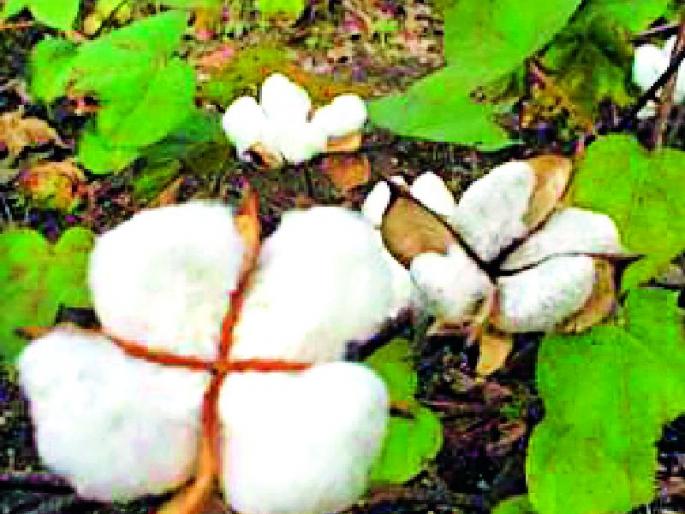 Take thousands of cotton and take a machine | कापूस हजारोंचा अन् मशीन घ्या लाखाची