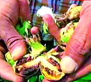 1140 crore losses in bondage | बोंडअळीने ११४० कोटींचे नुकसान 1140 crore losses in bondage | बोंडअळीने ११४० कोटींचे नुकसान