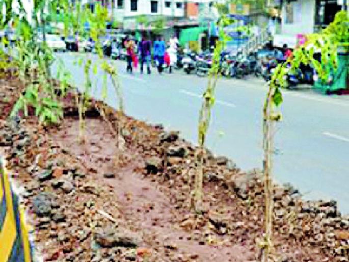 Kurchad on seven lakh trees in three years | तीन वर्षांत सात लाख वृक्षांवर चालली कुऱ्हाड Kurchad on seven lakh trees in three years | तीन वर्षांत सात लाख वृक्षांवर चालली कुऱ्हाड