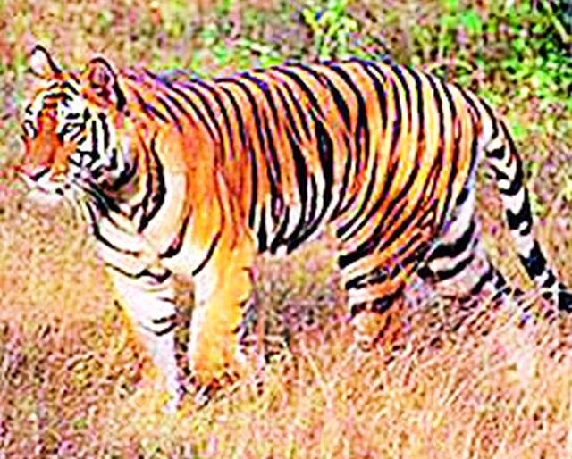 Avni's backboys, tickle these tigers! | अवनीच्या पाठीराख्यांनो, वाघग्रस्त भागात मुक्कामाला या ! Avni's backboys, tickle these tigers! | अवनीच्या पाठीराख्यांनो, वाघग्रस्त भागात मुक्कामाला या !