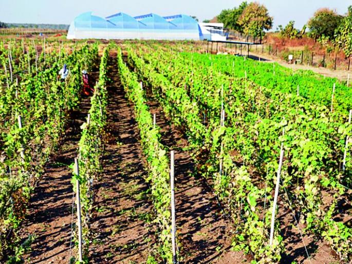 At the peak of education, look at the soil ... the people in the soil! | शिक्षणात शिखरावर तरी नजर मातीवर...मातीतल्या माणसांवर! At the peak of education, look at the soil ... the people in the soil! | शिक्षणात शिखरावर तरी नजर मातीवर...मातीतल्या माणसांवर!