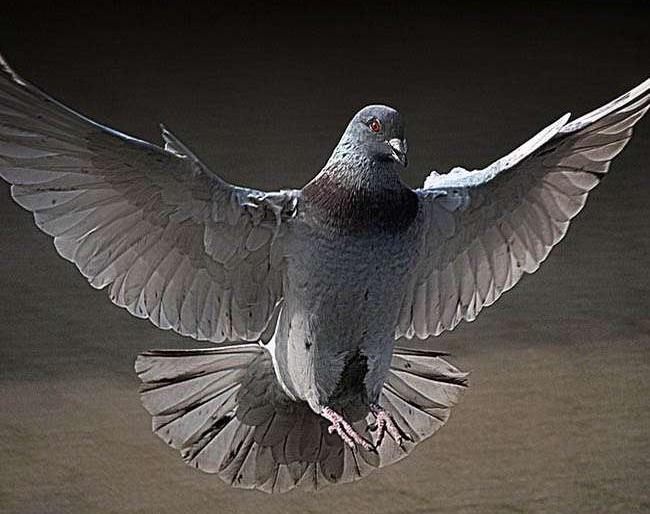  Thieves with 90 pigeons lengthened the table fan | १९ कबुतरांसह चोरट्यांनी लांबविले टेबल फॅन