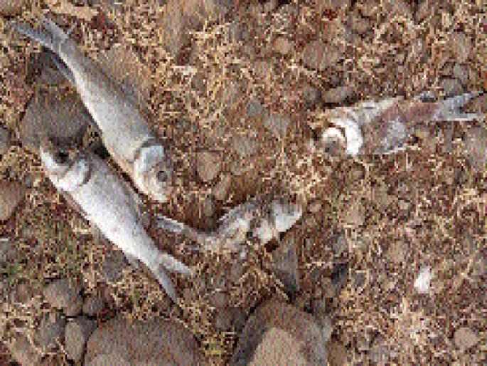 'Kalvati' water contaminated | ‘काळवटी’चे पाणी दूषित 'Kalvati' water contaminated | ‘काळवटी’चे पाणी दूषित