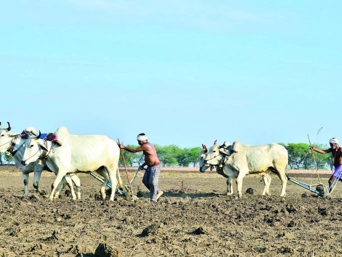 Kharif season in 7.28 lakh hectares | 7.28 लाख हेक्टरमध्ये खरीप हंगाम Kharif season in 7.28 lakh hectares | 7.28 लाख हेक्टरमध्ये खरीप हंगाम